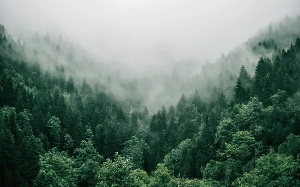 Mežizstrāde – ajforest.lv